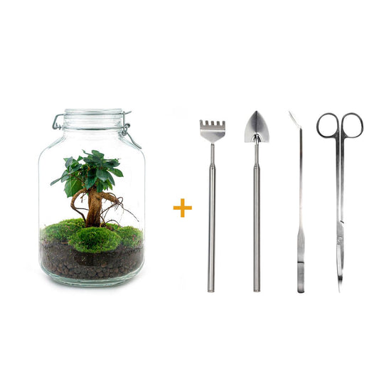 Flaschengarten – Ficus Ginseng Bonsai – 28 cm – Rechen + Schaufel + Pinzette + Schere
