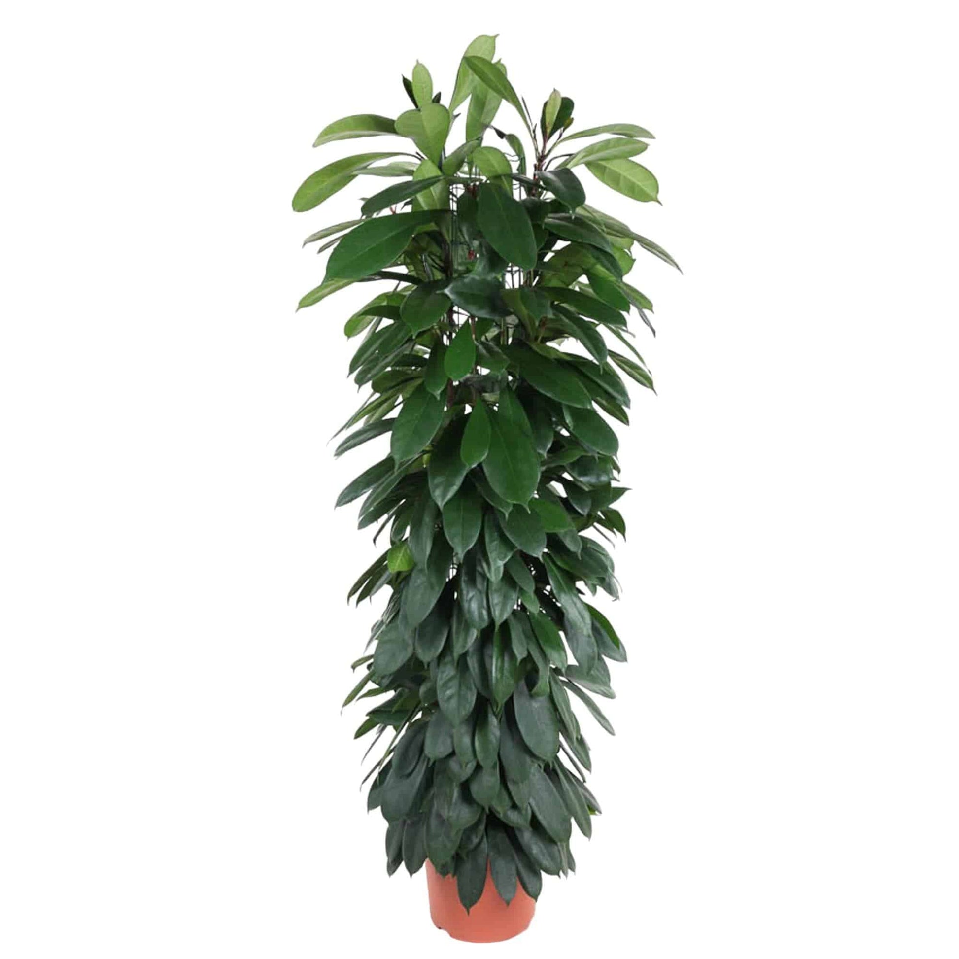 Ficus cyatistipula Säule – 150 cm – Ø29 - Botanic-Vibes
