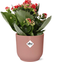 Mother's Day, Kalanchoe Rosalina Don Justino Rood + ELHO Vibes Fold 14 cm rosa