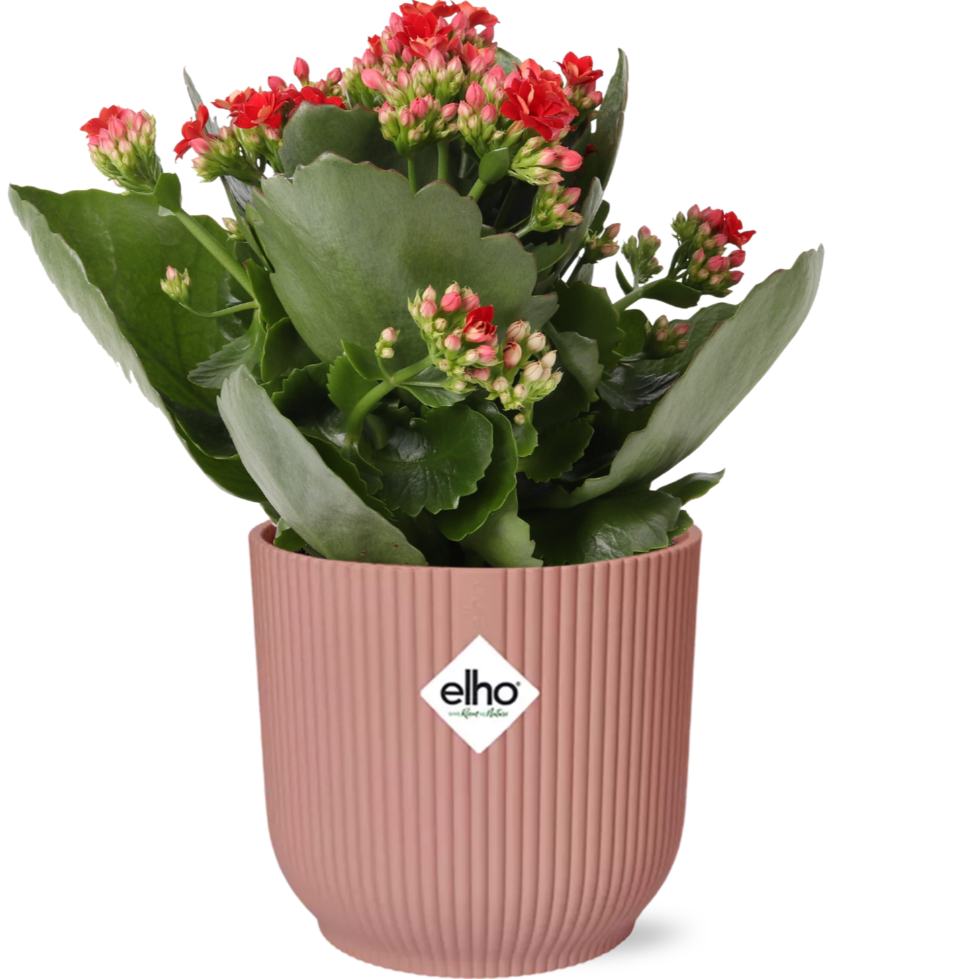 Mother's Day, Kalanchoe Rosalina Don Justino Rood + ELHO Vibes Fold 14 cm rosa
