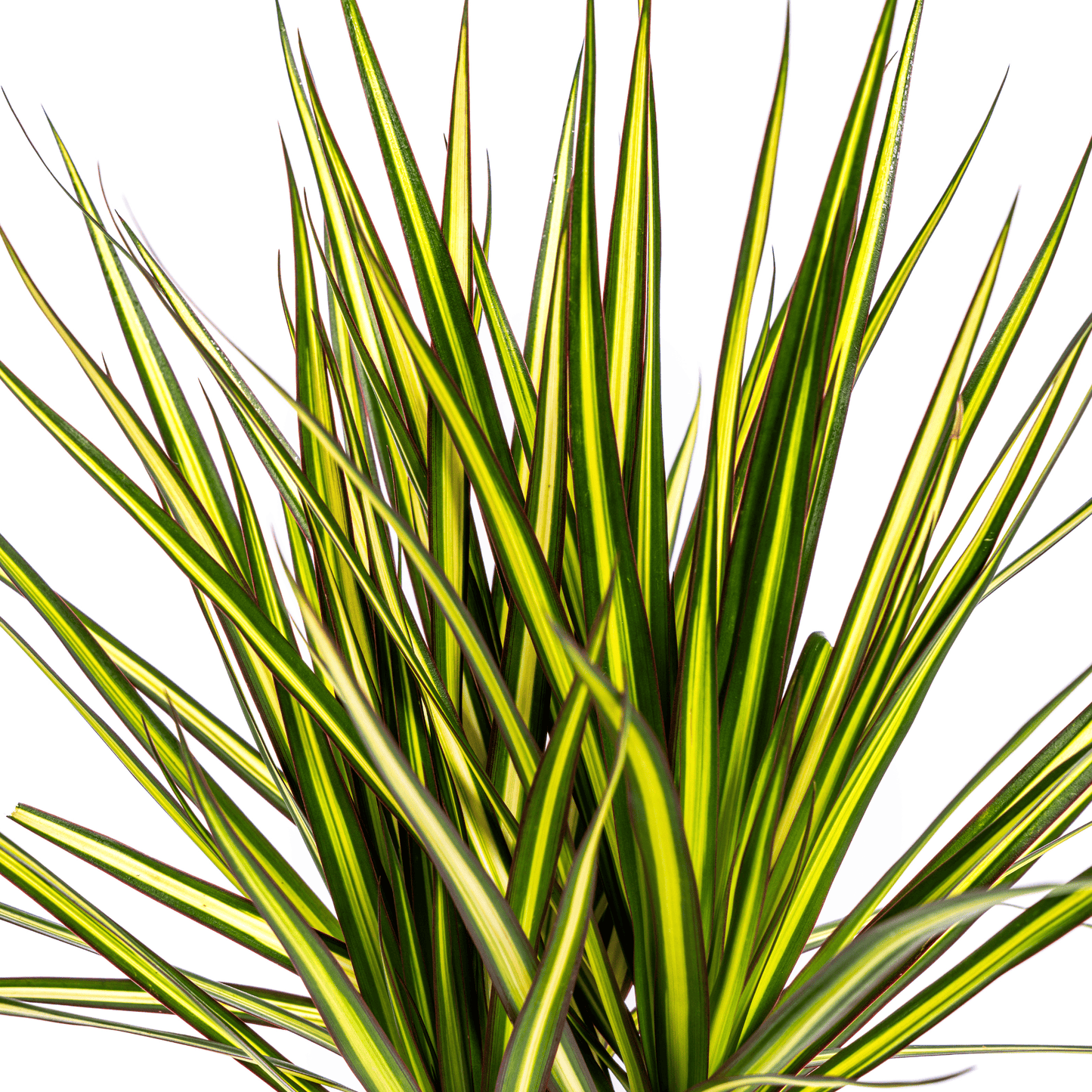 Dracaena Marginata Sunray Ø17cm - ↕60 - 80cm - Botanic-Vibes