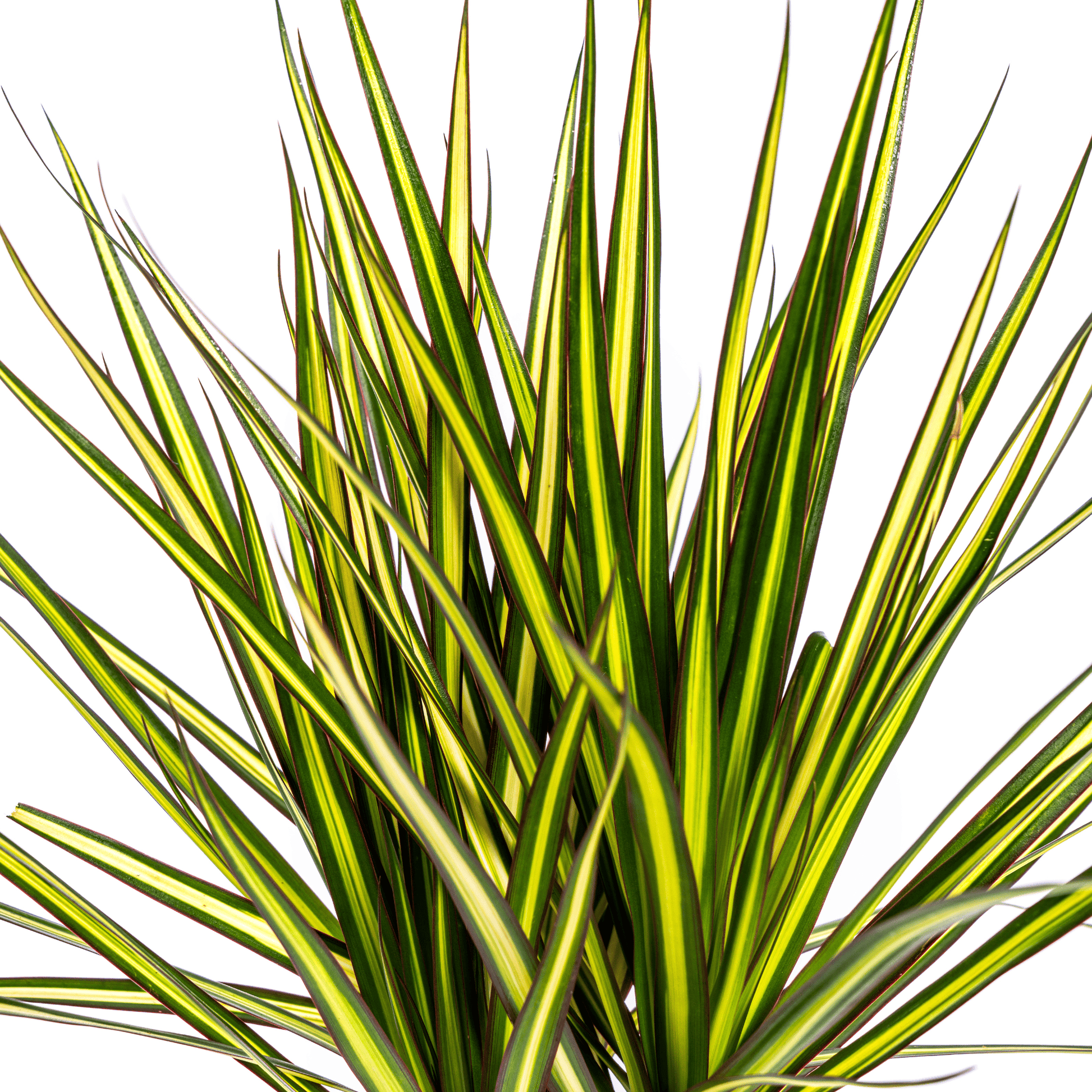 Dracaena Marginata Sunray Ø17cm - ↕60 - 80cm - Botanic-Vibes