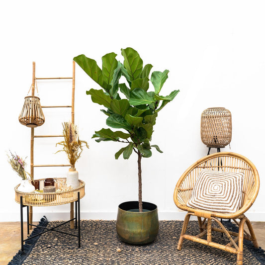 Ficus Lyrata-Stamm – 170 cm – Ø30 - Botanic-Vibes