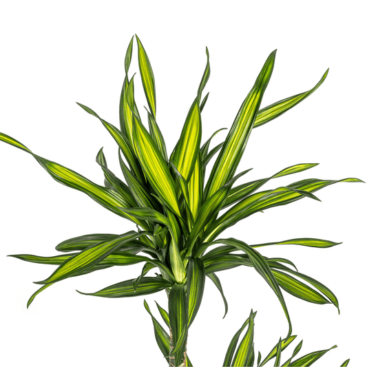 Dracaena Deremensis Rikki Ø19cm - ↕70 - 90cm - Botanic-Vibes