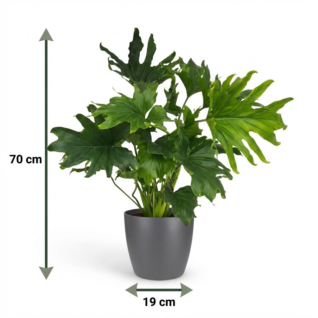 Philodendron, Philodendron Lickety Split, Grün, Pflegeleicht, 1 Pflanze, mit Topf Grau, Topf 19 cm, 70 cm