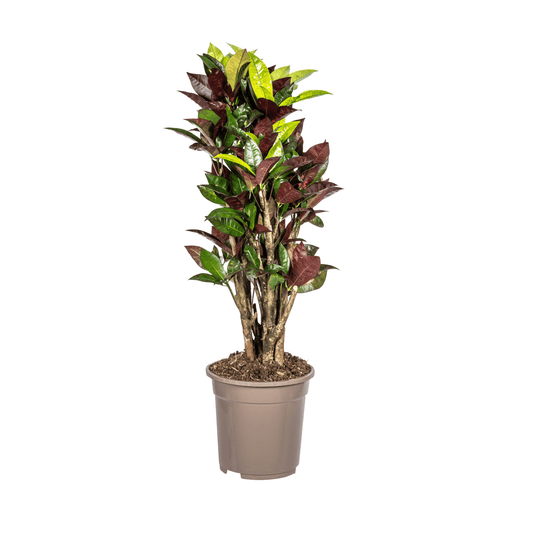 Codiaeum 'Croton' Iceton Ø21cm - ↕60 - 80cm - Botanic-Vibes