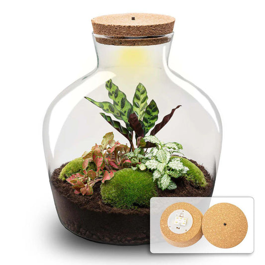 DIY-Terrarium „Fat Joe Rood“ – 30 cm