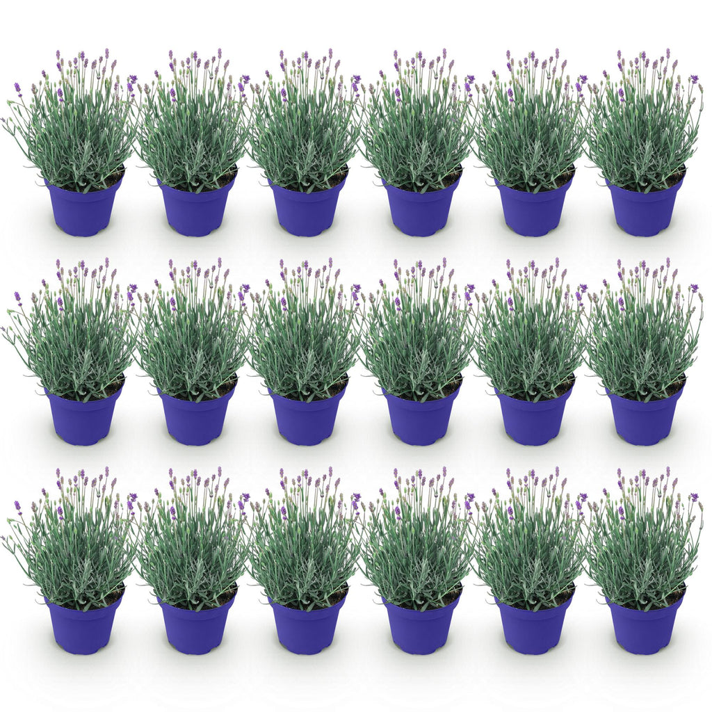 Lavandula angustifolia Hidcote, Lavendel, Winterhart, Lila, 18 Pflanzen, Topf 12 cm, 15-25 cm