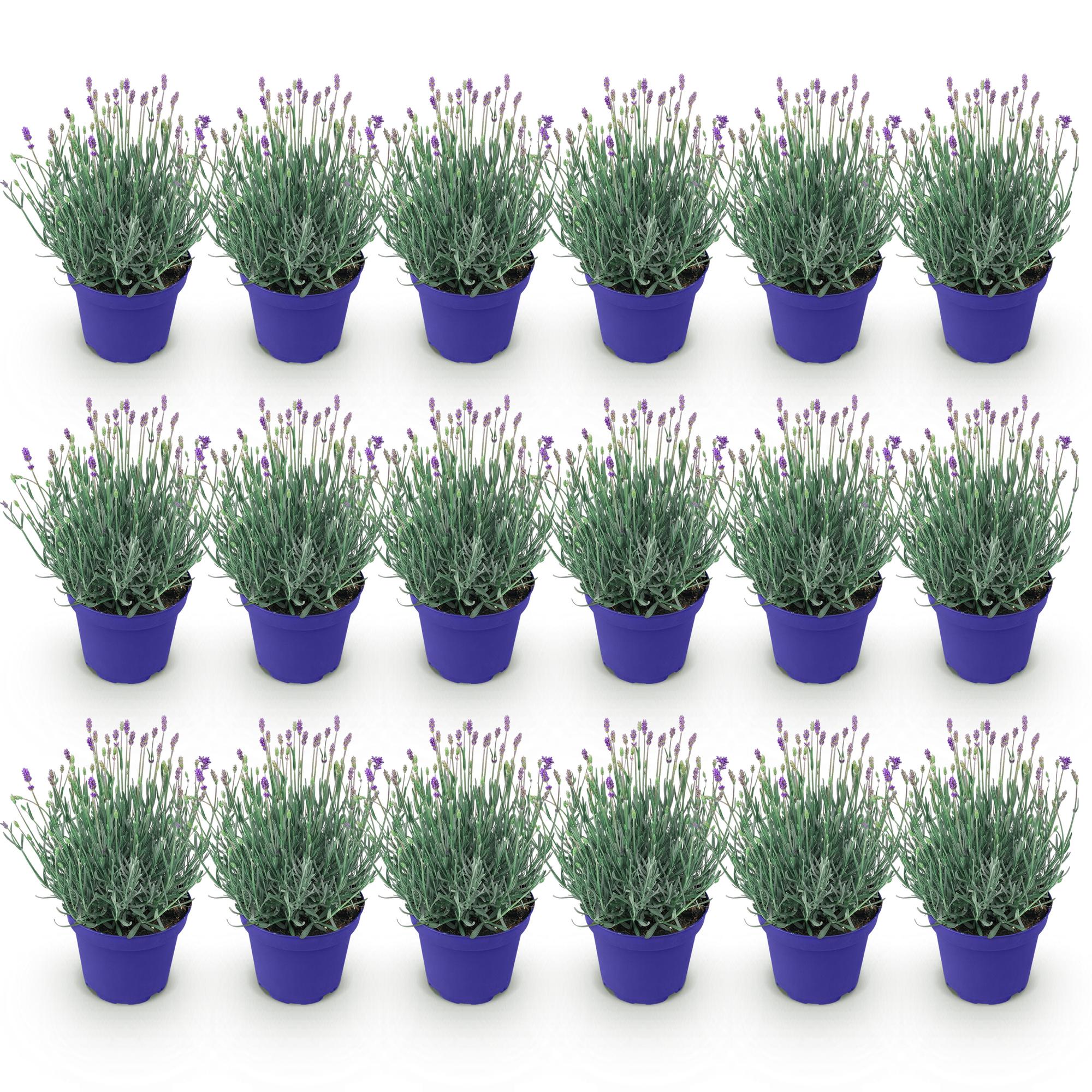 Lavandula angustifolia Hidcote, Lavendel, Winterhart, Lila, 18 Pflanzen, Topf 12 cm, 15-25 cm