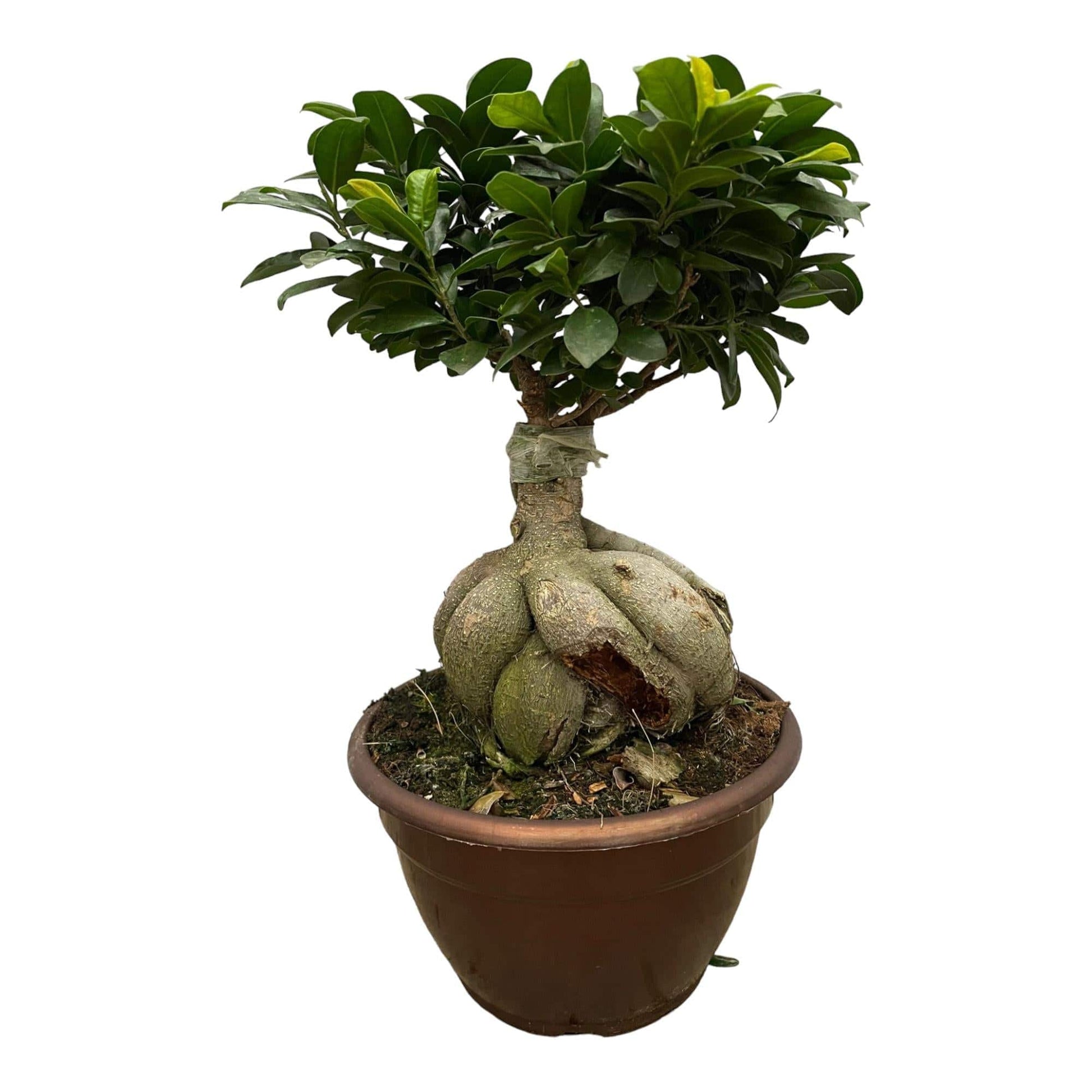 Ficus Microcarpa Ginseng – 50 cm – Ø25 - Botanic-Vibes