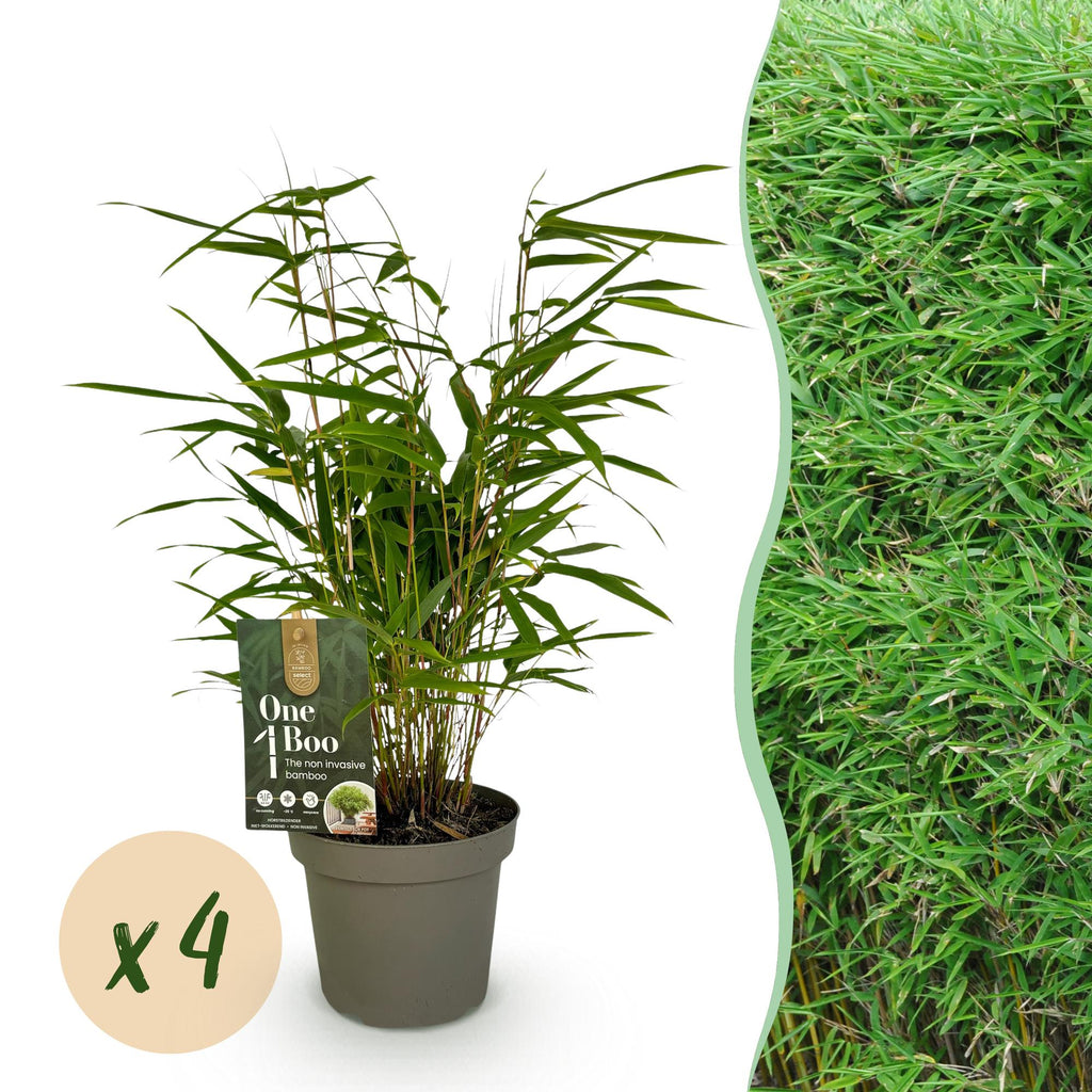 Bambus, Fargesia rufa, Grün, 4 Pflanzen, Immergrün, Nicht Ausbreitend, Topf 14 cm 35 cm