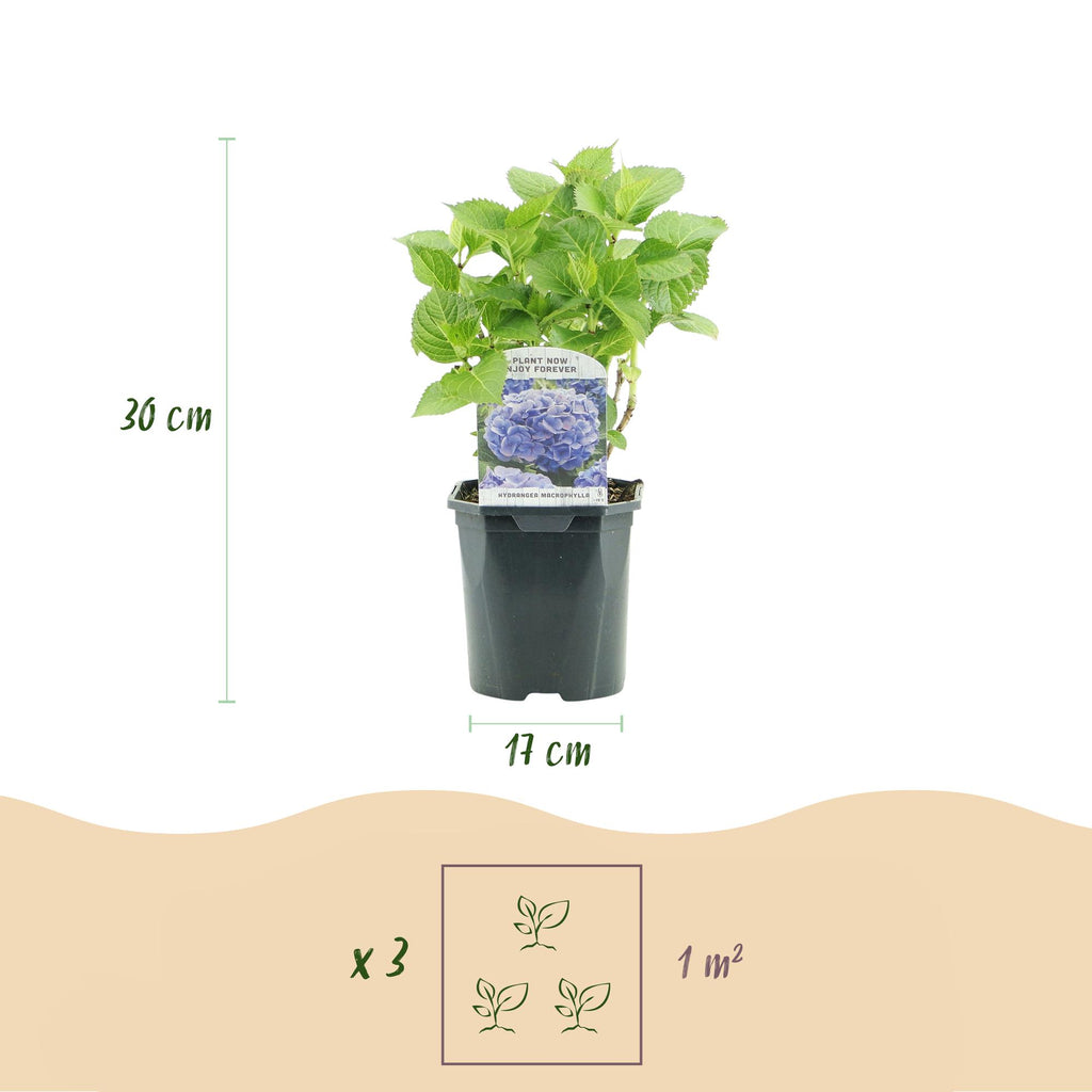 Hortensie, Hydrangea macrophylla Blau, Blüte Blau, 1 Pflanze, Laubabwerfend, Wenig Pflege, Topf 17 cm 30 cm