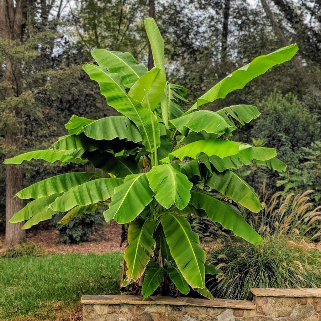 Obstpflanze, Musa Basjoo, Bananenbaum, Winterhart, Grün, 2 Pflanzen, Topf 15 cm, 50 cm