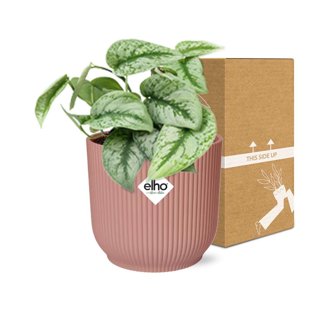 Scindapsus Pictus ‘Trebie’ im ELHO Vibes Fold, 14 cm, rosa