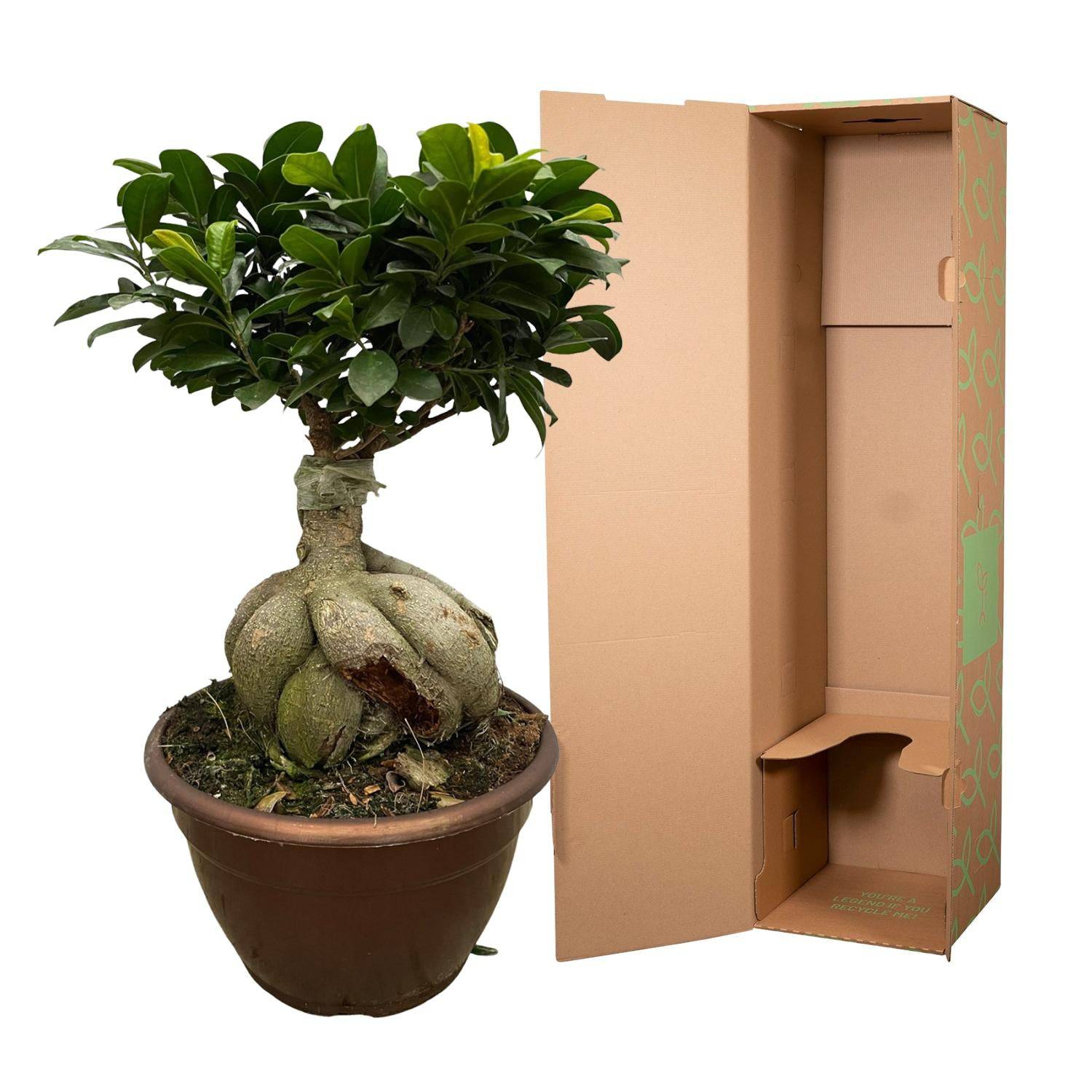 Ficus Microcarpa Ginseng – 50 cm – Ø25 - Botanic-Vibes