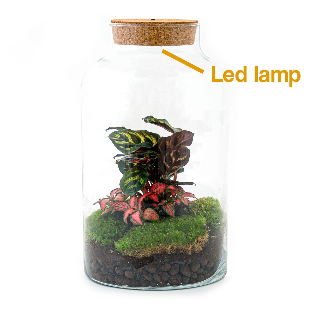 Flaschengarten – Milky Calathea mit Lampe – 31 cm – Rechen + Schaufel + Pinzette + Schere
