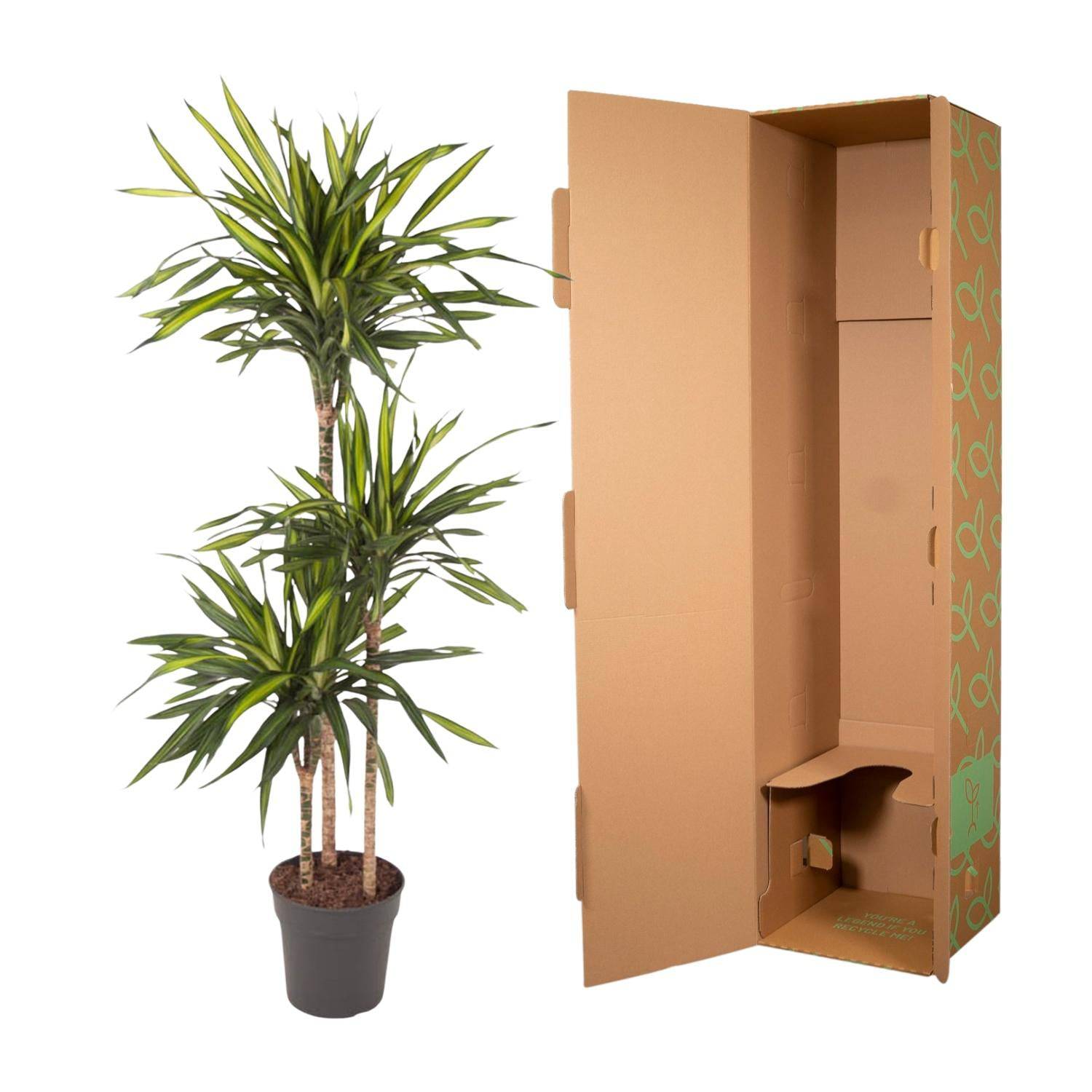 Dracaena Riki – 140 cm – Ø24 - Botanic-Vibes