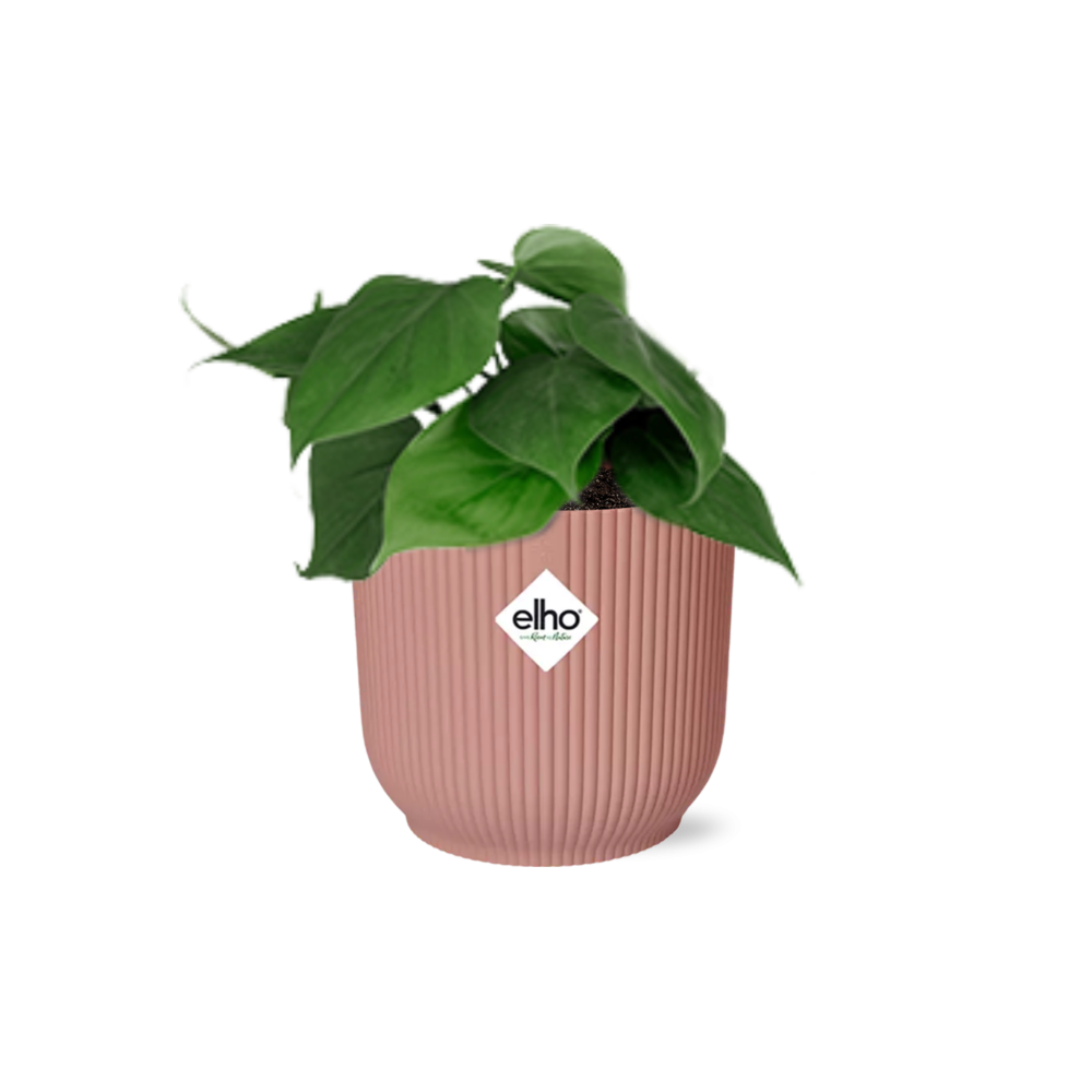 Philodendron Scandens im ELHO Vibes Fold, 14 cm, rosa