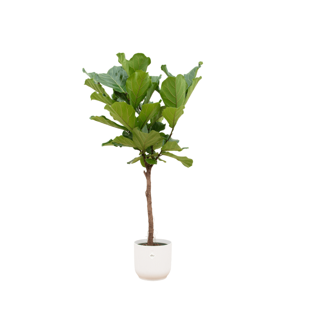 Ficus Lyrata Stamm inkl. elho Vibes Fold Round Weiß – 150 cm – Ø30 - Botanic-Vibes