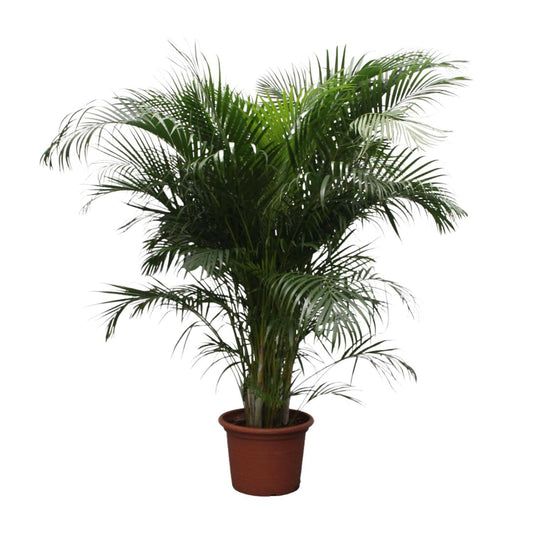 Dypsis lutescens (Areca-Palme) – 230 cm – Ø40 - Botanic-Vibes