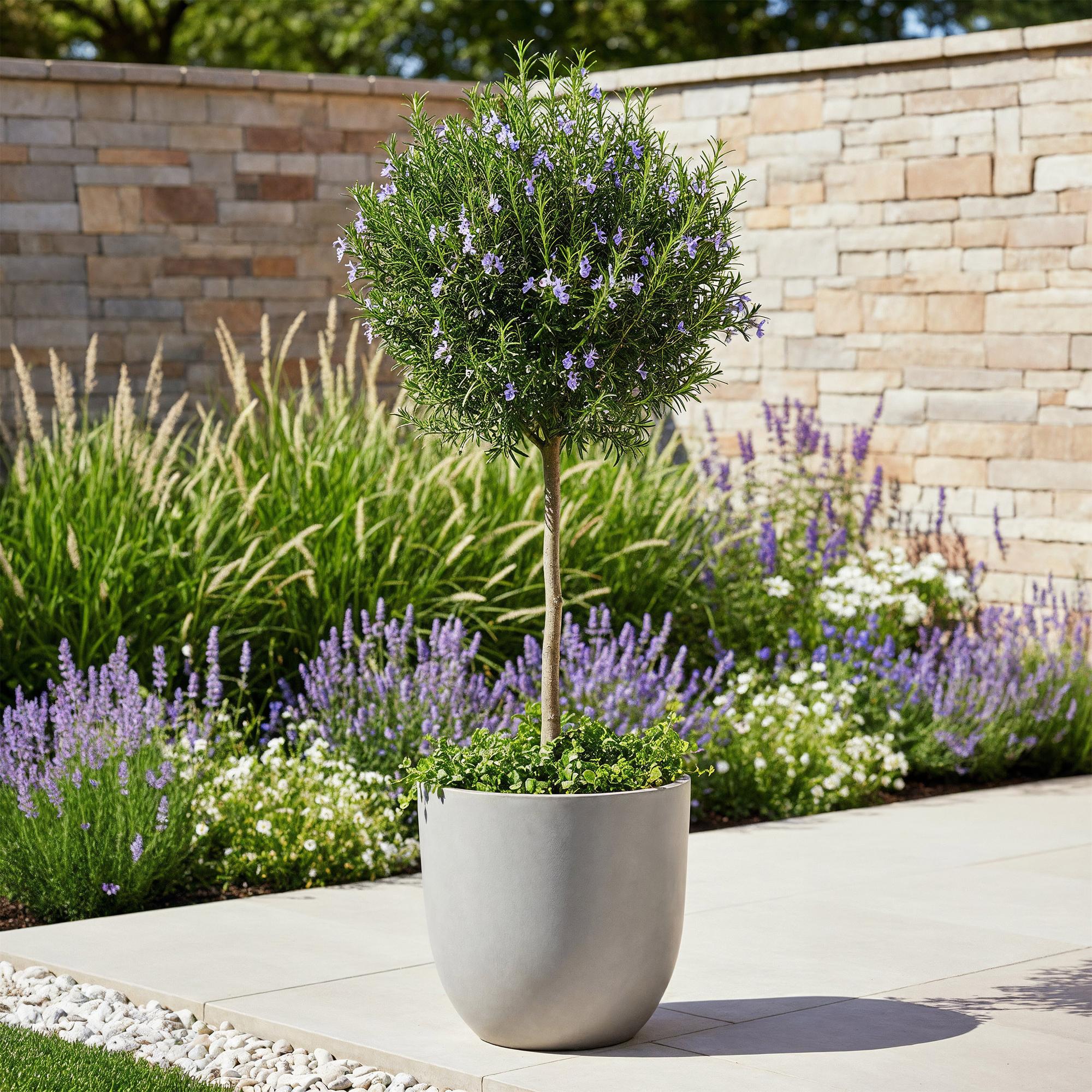 Stamm Pflanze, Rosmarinus officinalis, Terrassen Pflanze, Immergrün, Winterhart, Lila Blüte, Topf 19 cm 90 cm