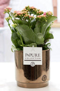 Kalanchoe Rosa In P&PURE Juliette Ceramics Goldbronze, Ø12 cm, 27 cm