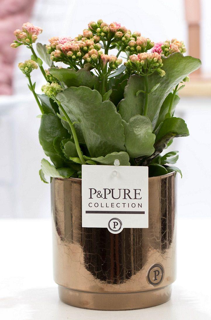 Kalanchoe Rosa In P&PURE Juliette Ceramics Goldbronze, Ø12 cm, 27 cm