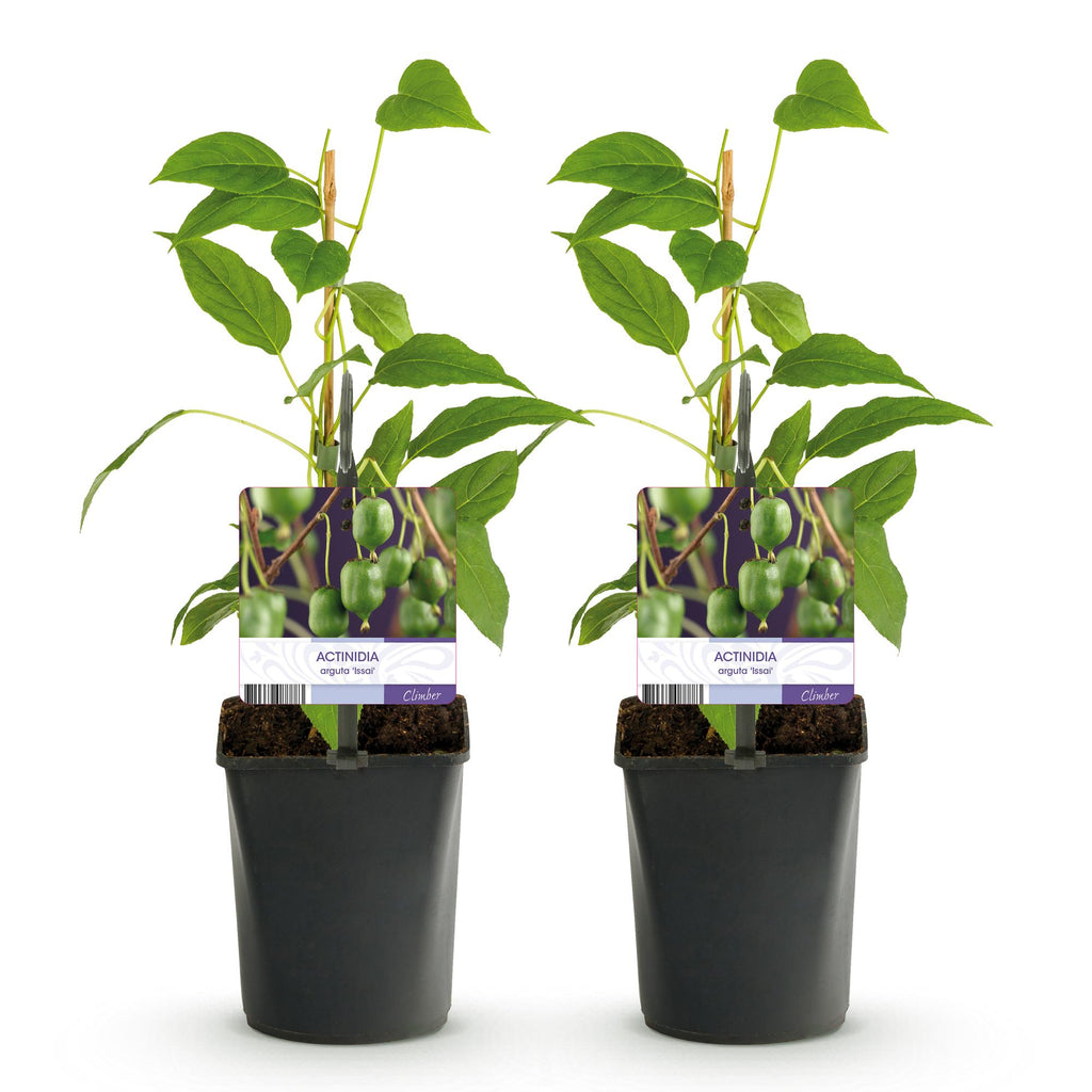Obstpflanze, Kiwi, Actinidia arguta Issai, Grüne Frucht, 2 Pflanzen, Topf 11 cm 40 cm
