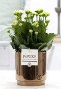 Kalanchoe Weiß In P&PURE Juliette Ceramics Goldbronze, Ø12 cm, 27 cm