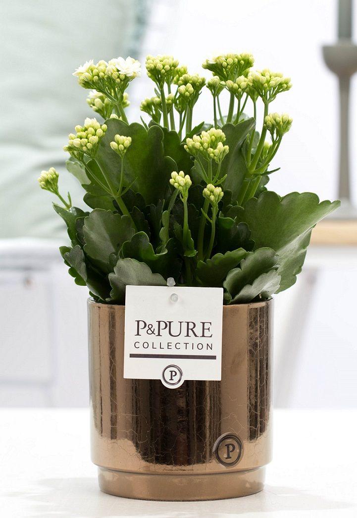 Kalanchoe Weiß In P&PURE Juliette Ceramics Goldbronze, Ø12 cm, 27 cm
