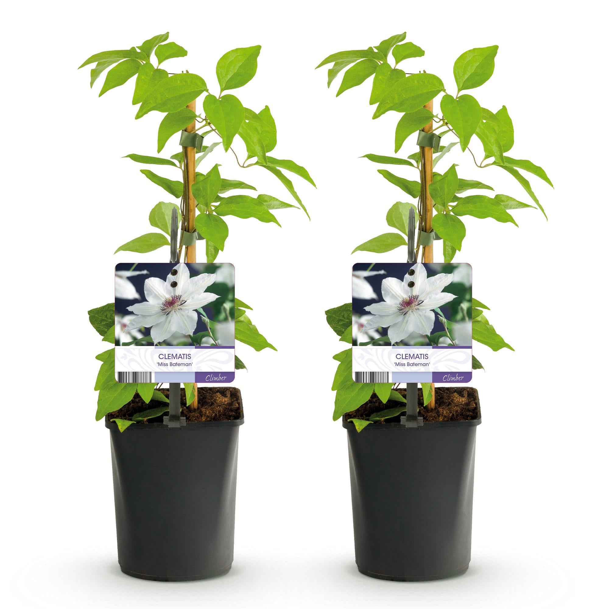 Kletterpflanze, Clematis Miss Bateman, Blüte Weiß- Wenig Pflege, 2 Pflanzen, Topf 11 cm 40 cm