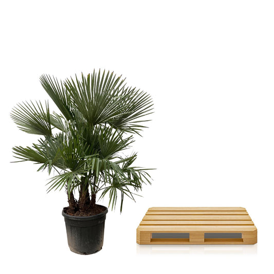 Trachycarpus multi-stamm – 230cm – Ø50