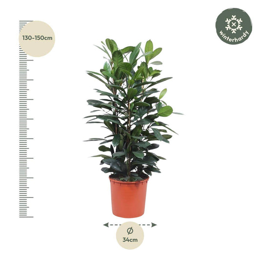 Ficus cyathistipula Strauch – 140 cm – Ø34 - Botanic-Vibes