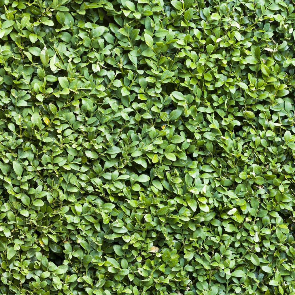 Heckenpflanzen, Buxus sempervirens, Blatt grün, 6 Pflanzen, 1 laufender Meter, immergrün, Topf 17 cm 45 cm