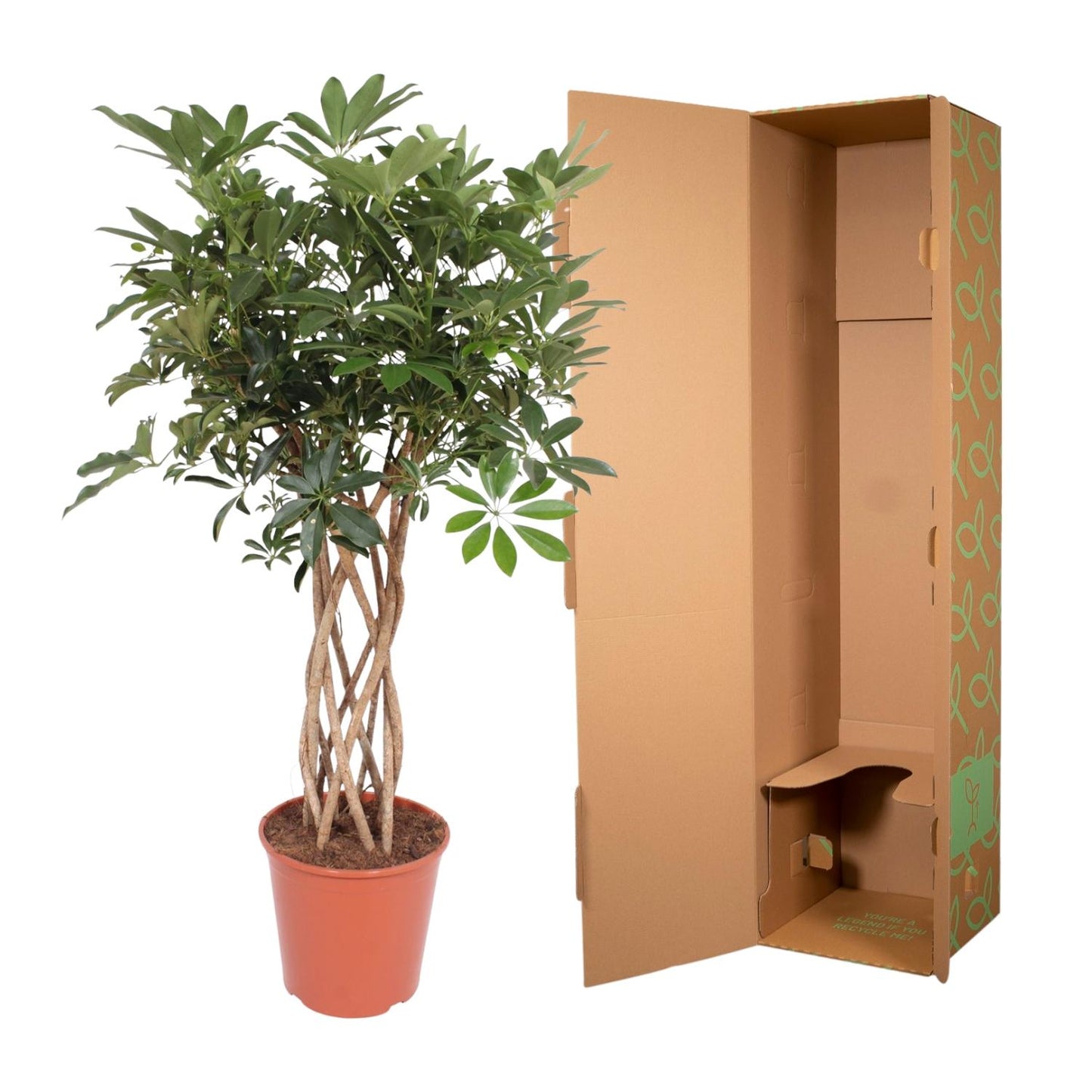 Schefflera arboricola Compacta – geflochtener Stamm – 130 cm – Ø30
