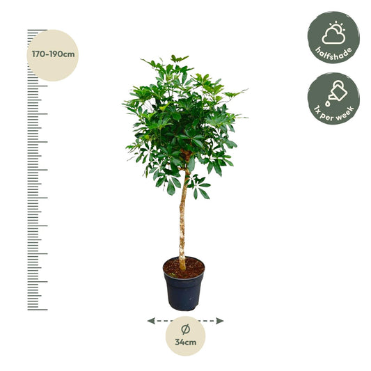 Schefflera auf Stamm – 170cm – Ø35