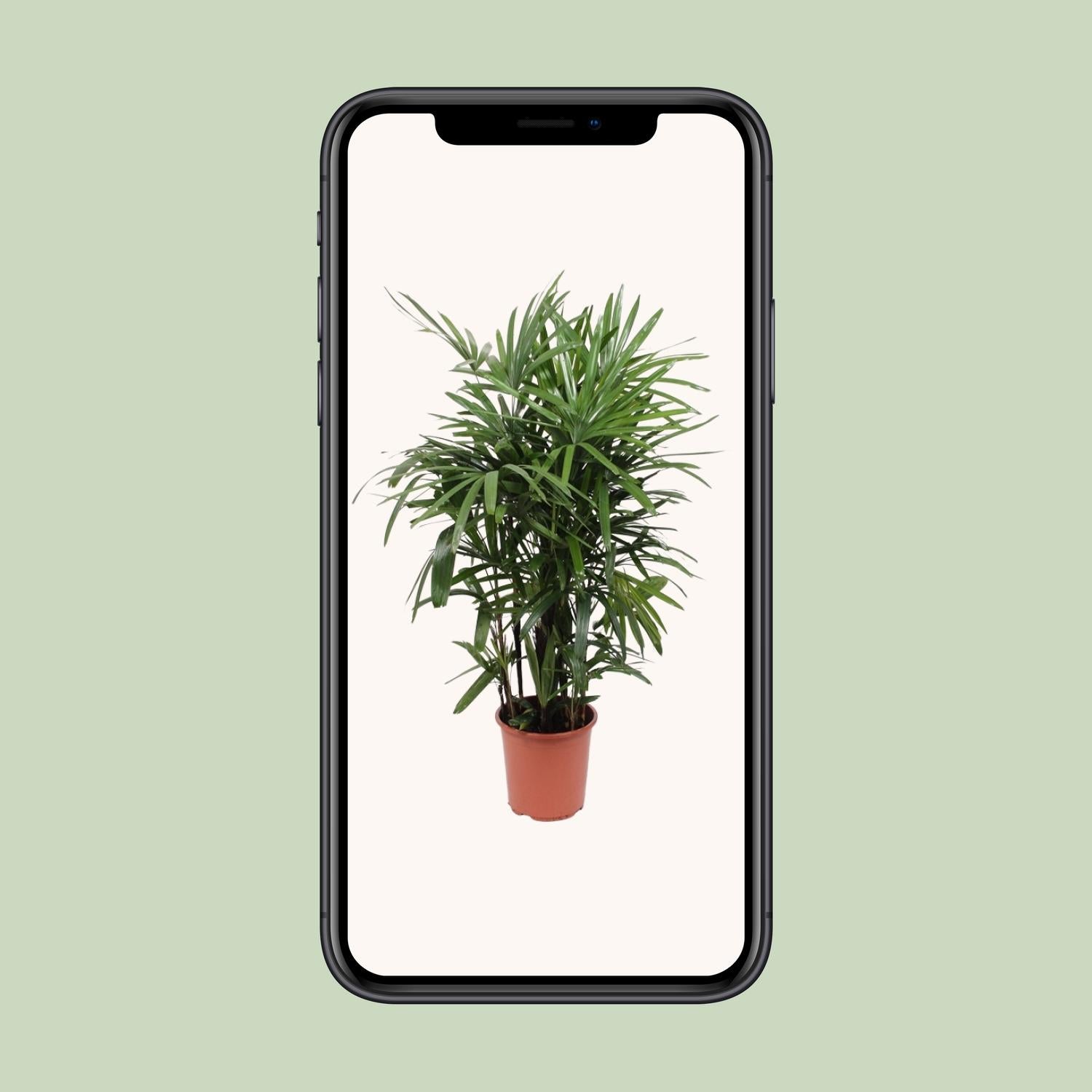 Rhapis Excelsa, Ø27 cm, 120 cm