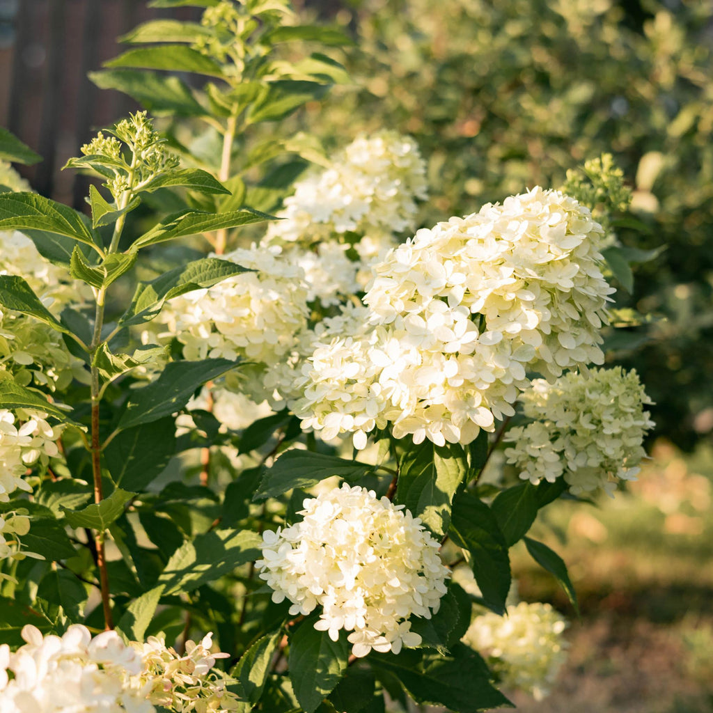 Rispenhortensie, Hydrangea panniculata Limelight, Blüten Creme Weiß, 1 Pflanze, Laubabwerfend, Große Blüten, Topf 17 cm 50 cm