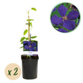 Kletterpflanze, Clematis Jackmanii, Blüte Blau, Wenig Pflege, 2 Pflanzen, Topf 11 cm 40 cm