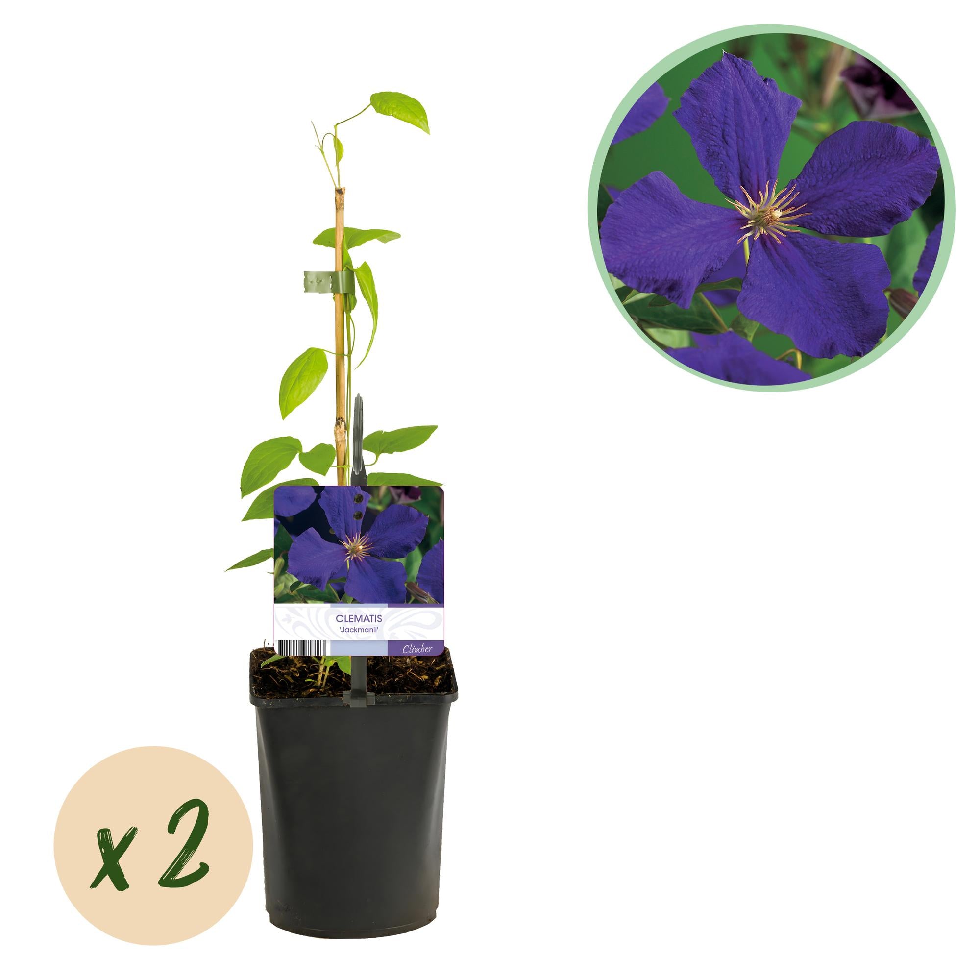 Kletterpflanze, Clematis Jackmanii, Blüte Blau, Wenig Pflege, 2 Pflanzen, Topf 11 cm 40 cm
