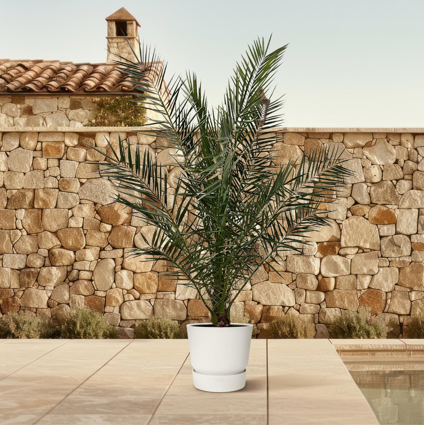 Phoenix canariensis – 180 cm – Ø23