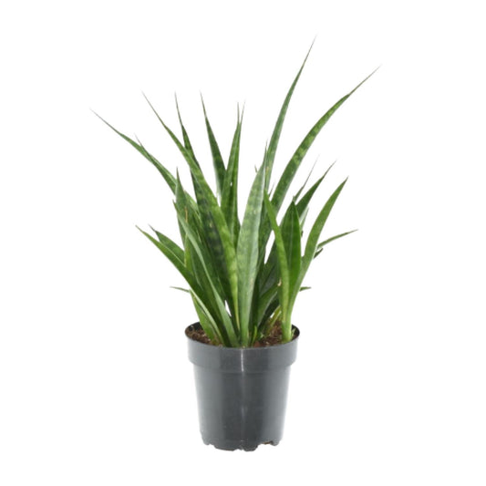 3x Sansevieria kirkii – 38 cm – Ø12