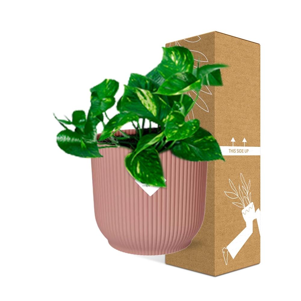 Epipremnum Pinnatum ‘Aureum’ im ELHO Vibes Fold, 14 cm, rosa