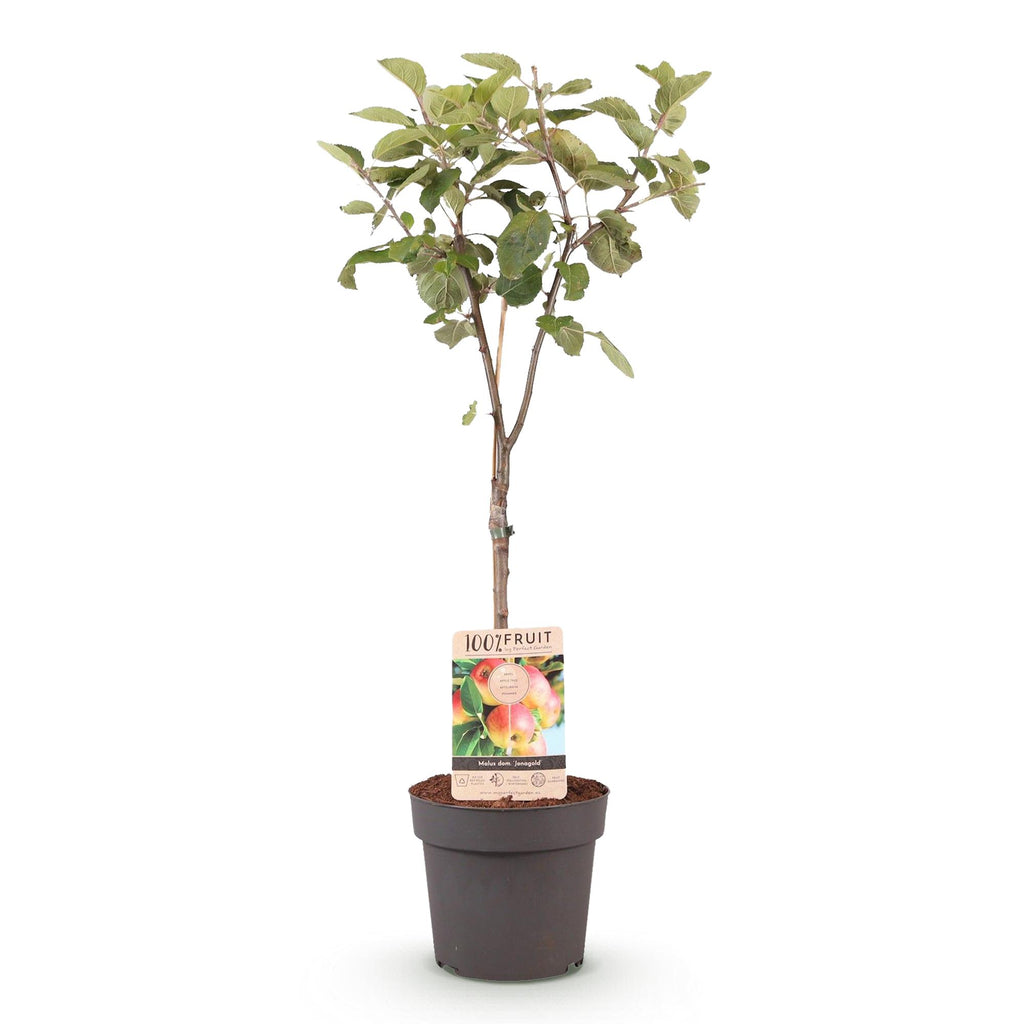 Obstbaum, Malus domestica Jonagold, Apfelbaum, Winterhart, Gelb-Grüner Apfel, 1 Pflanze, Topf 21 cm, 90 cm