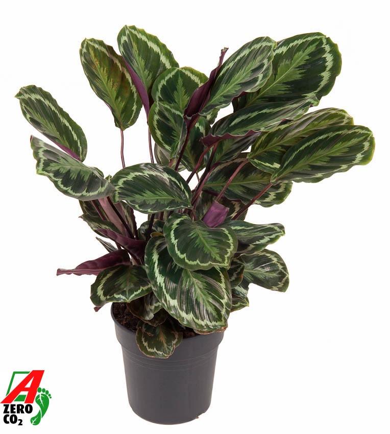 Calathea Medallion – 80 cm – ø24