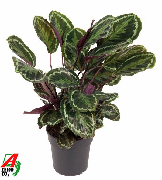 Calathea Medallion – 80 cm – ø24