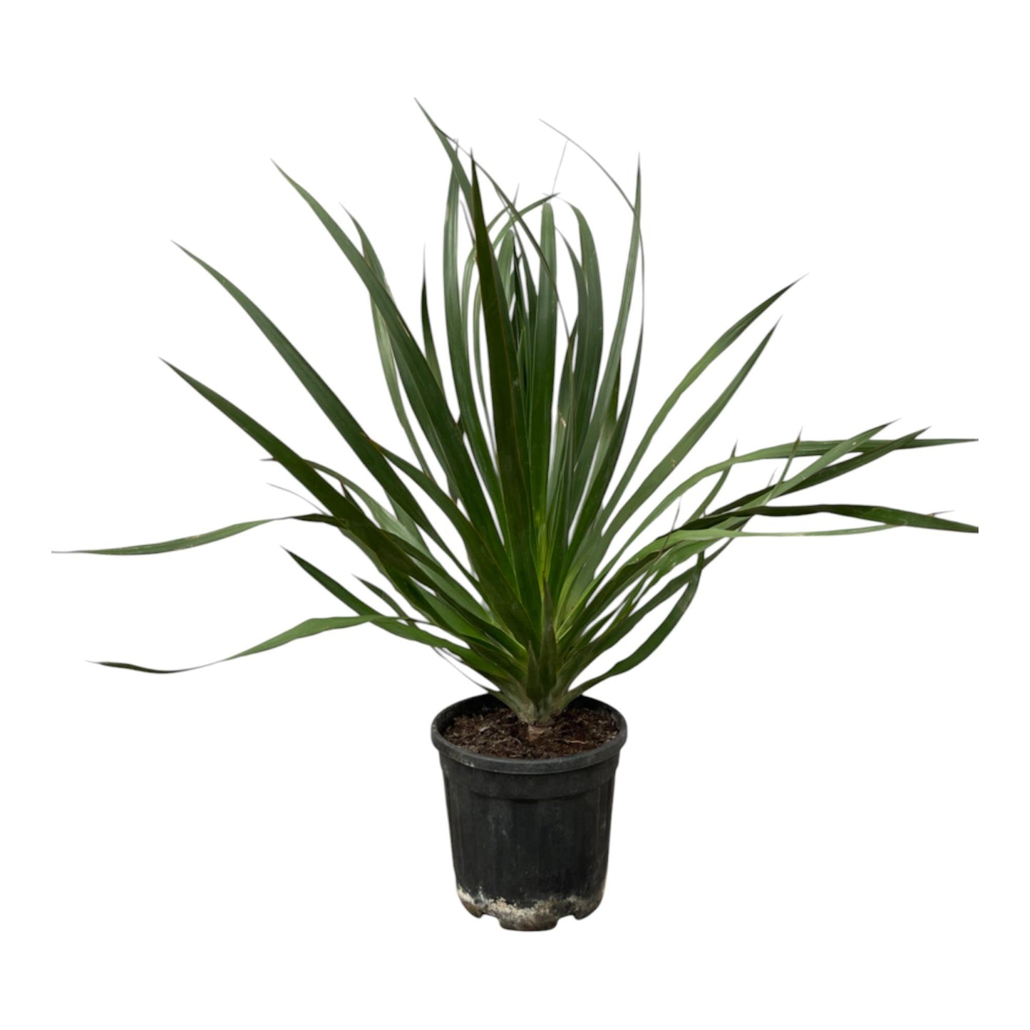 Dracaena draco – 100 cm – ø24