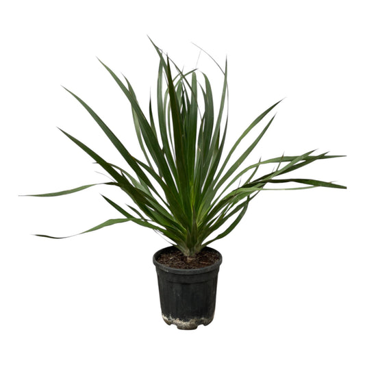 Dracaena draco – 100 cm – ø24
