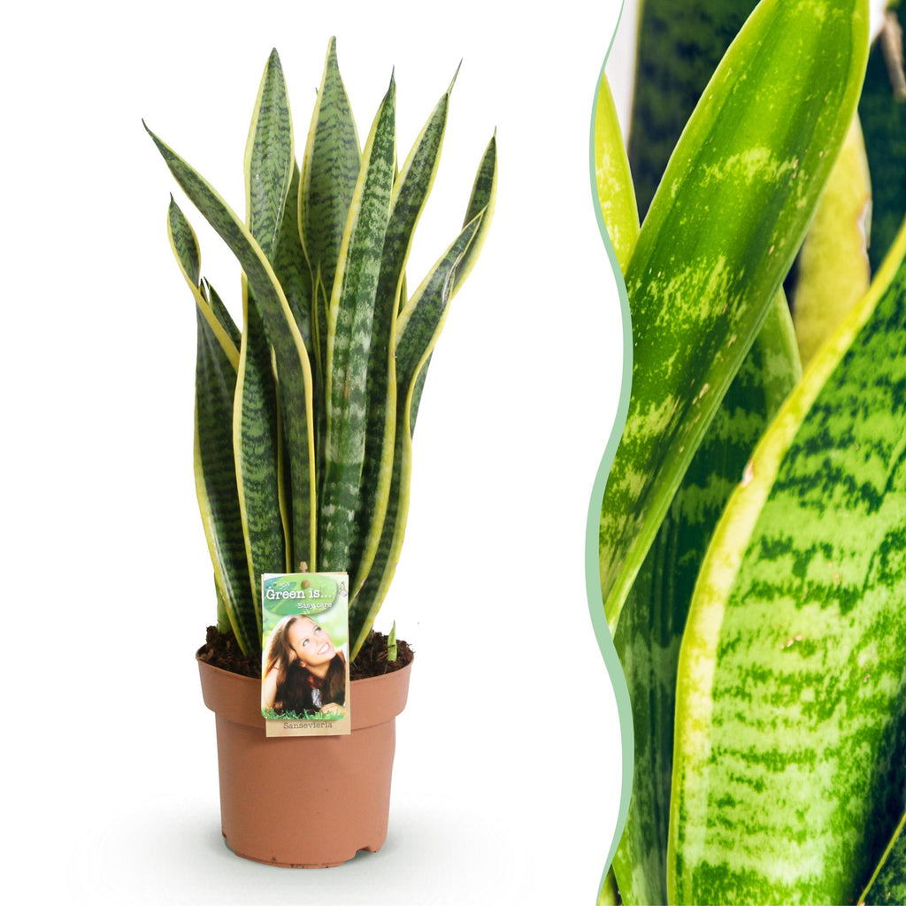 Zimmerpflanzen, Sansevieria Laurentii, Schwiegermutterzunge, Wenig Pflege, Grün, Gelb, 1 Pflanze, Topf 17 cm, 60-70 cm