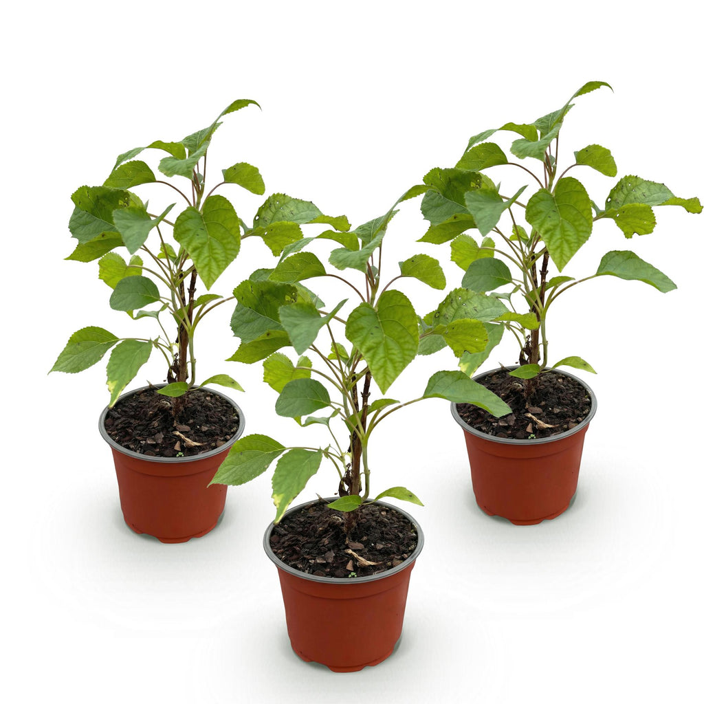 Hydrangea arborescens Annabelle, Bauernhortensie, Winterhart, Weiß, 3 Pflanzen, Topf 12 cm, 20-30 cm
